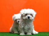 Maltese Terri̇er Yavrusu