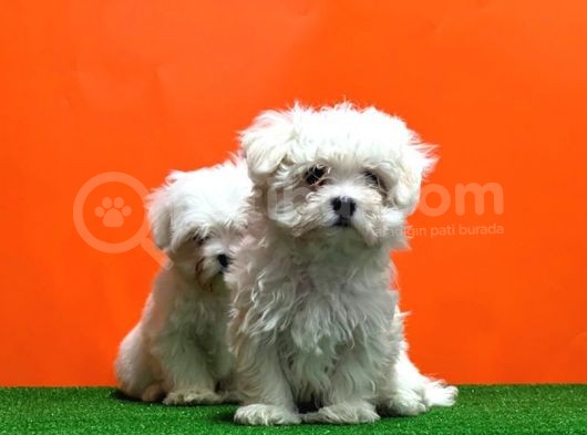 Maltese Terri̇er Yavrusu görsel