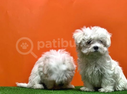 Maltese Terri̇er Yavrusu görsel