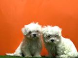 Maltese Terri̇er Yavrusu