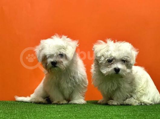 Maltese Terri̇er Yavrusu görsel