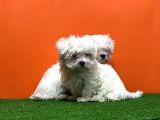 Maltese Terri̇er Yavrusu