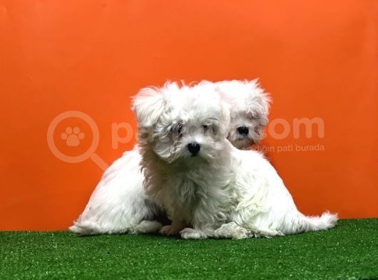 Maltese Terri̇er Yavrusu görsel