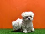 Maltese Terri̇er Yavrusu