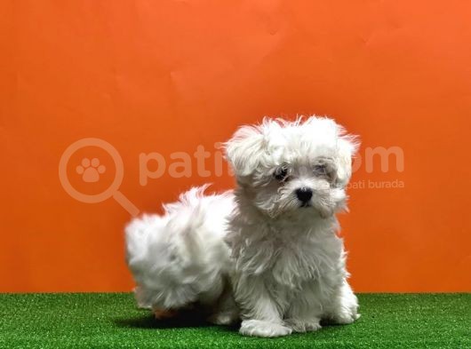 Maltese Terri̇er Yavrusu görsel