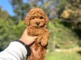 RED BROWN TOY POODLE BEBEKLERİMİZ HAZIR