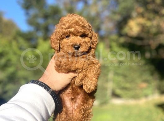 Red Brown Toy Poodle Bebekleri̇mi̇z Hazir