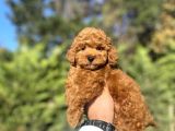 Red Brown Toy Poodle Bebekleri̇mi̇z Hazir