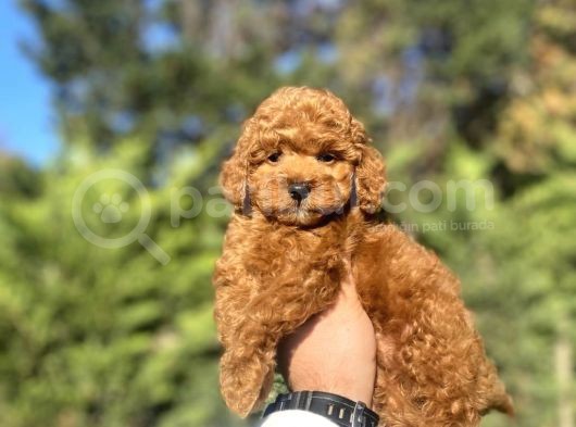 Red Brown Toy Poodle Bebekleri̇mi̇z Hazir görsel
