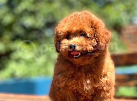 Dünya Tatlisi Red Brown Toy Poodle Yavrularimiz görsel