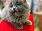British Shorthair White Bicolar (Özel Renk)