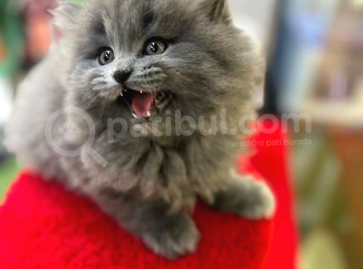British Shorthair White Bicolar (Özel Renk) görsel