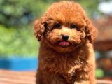 DÜNYA TATLISI RED BROWN TOY POODLE YAVRULARIMIZ