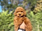 Red Brown Toy Poodle Bebekleri̇mi̇z Hazir