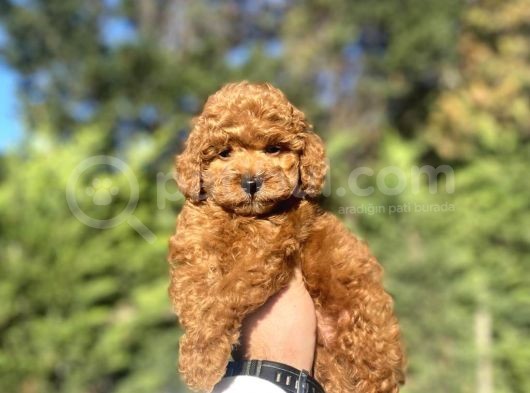 Red Brown Toy Poodle Bebekleri̇mi̇z Hazir görsel