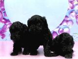 Irk Ve Sağlik Garanti̇si̇ İle Si̇yah Toy Poodle Yavrular