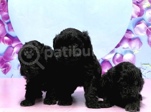 Irk Ve Sağlik Garanti̇si̇ İle Si̇yah Toy Poodle Yavrular görsel