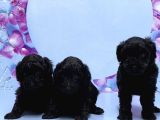 IRK VE SAĞLIK GARANTİSİ İLE SİYAH TOY POODLE YAVRULAR