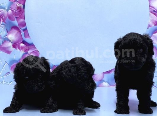 Irk Ve Sağlik Garanti̇si̇ İle Si̇yah Toy Poodle Yavrular görsel