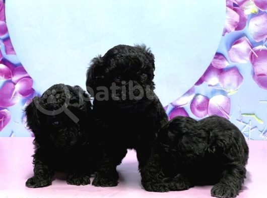 Irk Ve Sağlik Garanti̇si̇ İle Si̇yah Toy Poodle Yavrular görsel