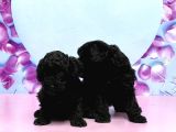 Irk Ve Sağlik Garanti̇si̇ İle Si̇yah Toy Poodle Yavrular