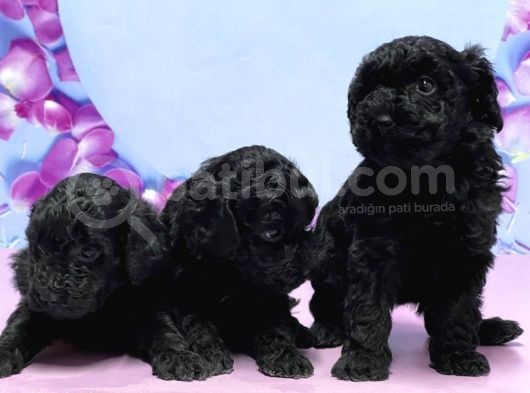 Irk Ve Sağlik Garanti̇si̇ İle Si̇yah Toy Poodle Yavrular görsel