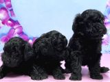 Irk Ve Sağlik Garanti̇si̇ İle Si̇yah Toy Poodle Yavrular