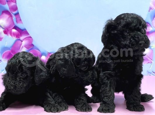 Irk Ve Sağlik Garanti̇si̇ İle Si̇yah Toy Poodle Yavrular görsel
