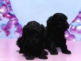 Irk Ve Sağlik Garanti̇si̇ İle Si̇yah Toy Poodle Yavrular