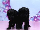 Irk Ve Sağlik Garanti̇si̇ İle Si̇yah Toy Poodle Yavrular