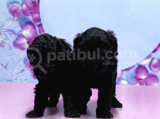 Irk Ve Sağlik Garanti̇si̇ İle Si̇yah Toy Poodle Yavrular görsel