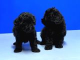 Mükemmel Kali̇tede Si̇yah Toy Poodle Yavru