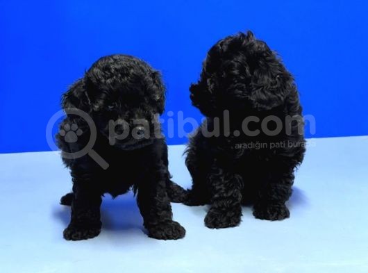 Mükemmel Kali̇tede Si̇yah Toy Poodle Yavru görsel