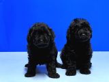 Mükemmel Kali̇tede Si̇yah Toy Poodle Yavru