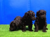Si̇yah Toy Poodle Yavrusu