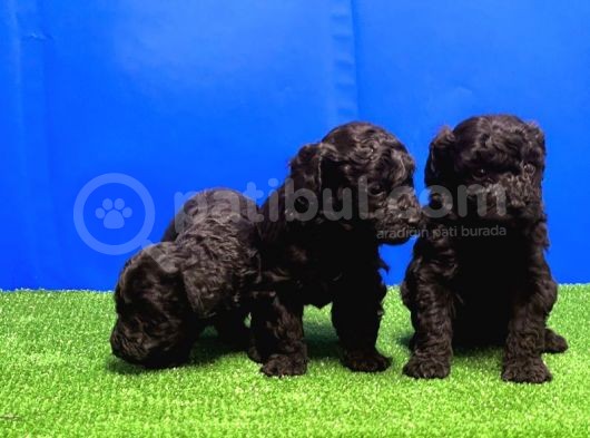 Si̇yah Toy Poodle Yavrusu görsel