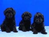 MÜKEMMEL KALİTEDE sİYAH TOY POODLE YAVRU