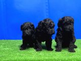 Si̇yah Toy Poodle Yavrusu