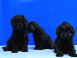 Mükemmel Kali̇tede Si̇yah Toy Poodle Yavru