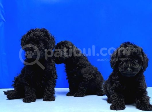 Mükemmel Kali̇tede Si̇yah Toy Poodle Yavru görsel