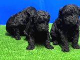 SİYAH TOY POODLE YAVRUSU