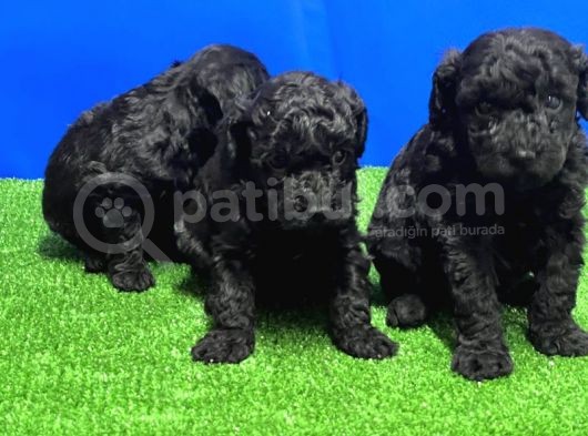Si̇yah Toy Poodle Yavrusu