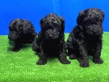 Si̇yah Toy Poodle Yavrusu