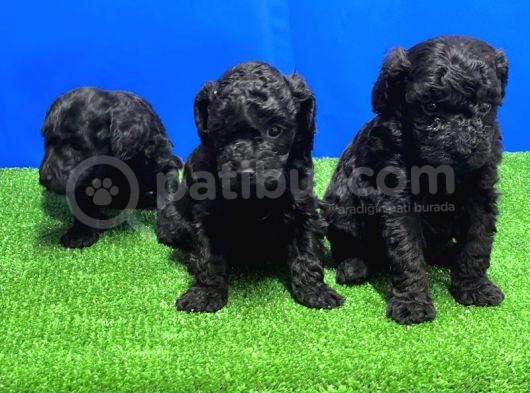 Si̇yah Toy Poodle Yavrusu görsel
