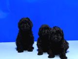 Mükemmel Kali̇tede Si̇yah Toy Poodle Yavru