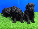 Si̇yah Toy Poodle Yavrusu