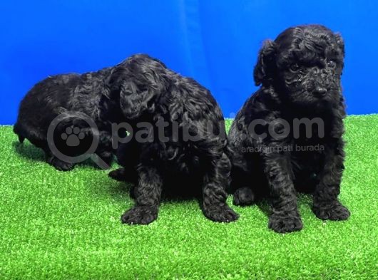 Si̇yah Toy Poodle Yavrusu görsel
