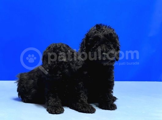 Mükemmel Kali̇tede Si̇yah Toy Poodle Yavru görsel