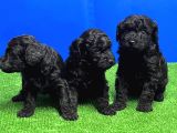 Si̇yah Toy Poodle Yavrusu