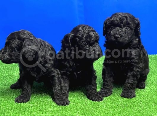 Si̇yah Toy Poodle Yavrusu görsel